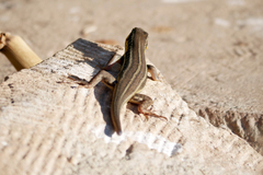 Trachylepis quinquetaeniata