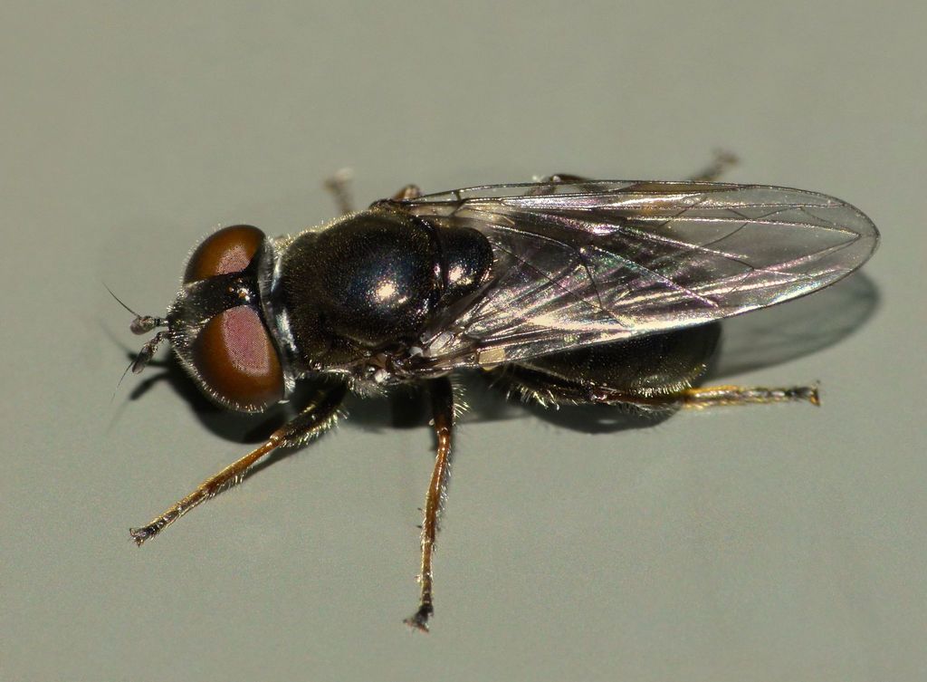 Psilota decessa