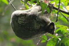 Cynocephalus volans