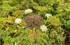 Angelica hendersonii