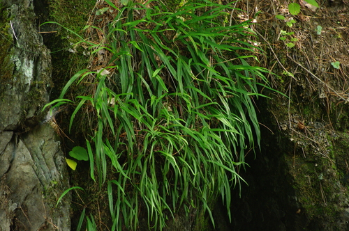 Lepisorus ussuriensis iNat (3)
