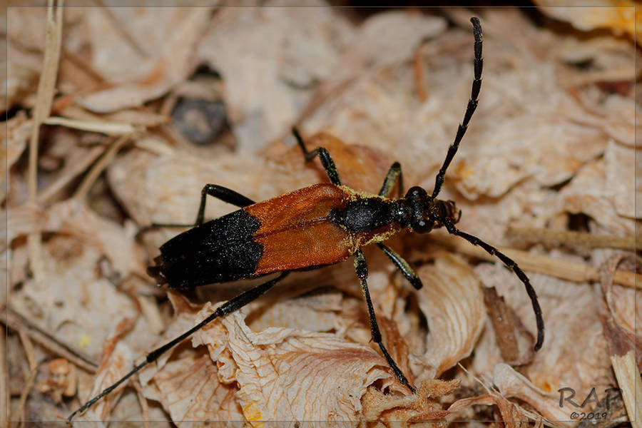 Strangalia melanura