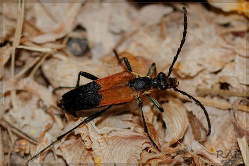 Strangalia melanura