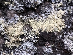 Arctoparmelia subcentrifuga