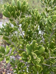 Jacquinia keyensis