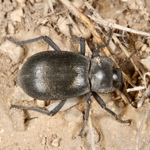 Stenomorpha obliterata