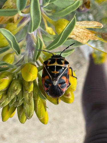 iNaturalist observation photo of Harlequin Bug