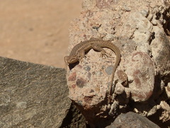 Liolaemus constanzae