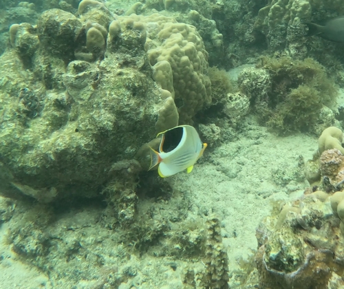 Chaetodon ephippium