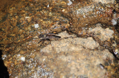 Pritchardia hirtipes