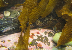 Chironemus marmoratus