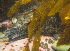 Chironemus marmoratus