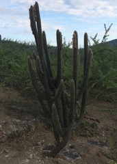Espostoa superba