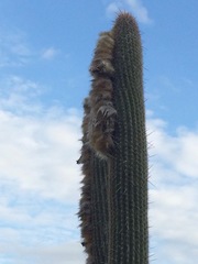 Espostoa superba