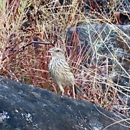 Striped Pipit (Anthus lineiventris), photo 3
