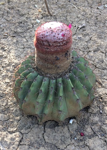 Melocactus bellavistensis ssp. bellavistensis