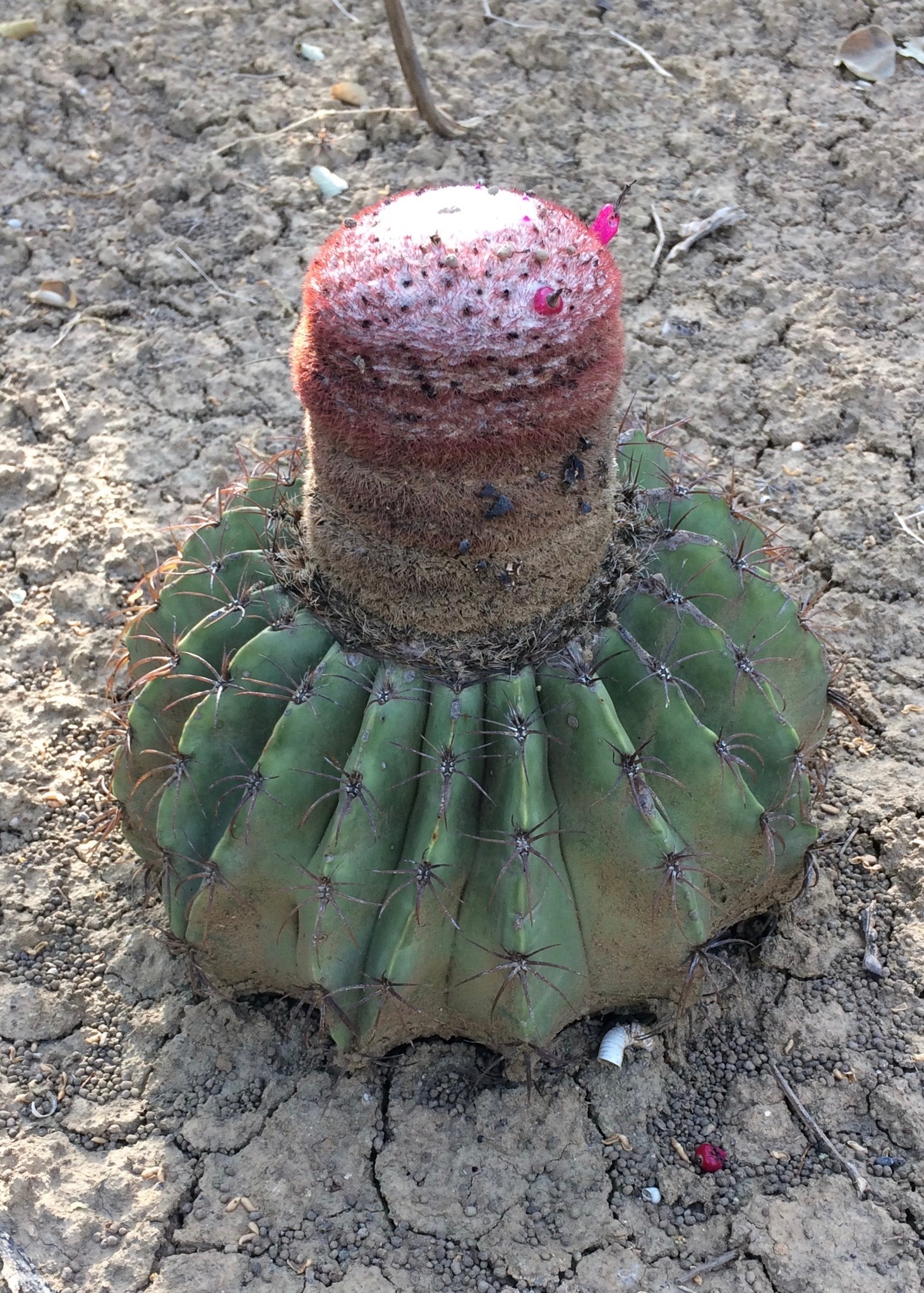 Melocactus bellavistensis ssp. bellavistensis