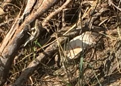 Microlophus arenarius