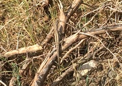 Microlophus arenarius