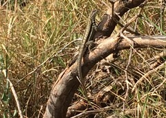 Microlophus arenarius