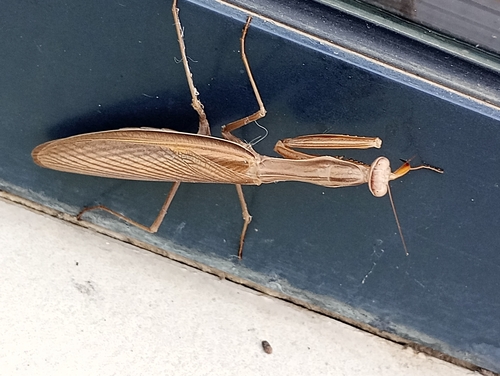 European Mantis