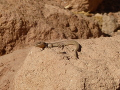 Liolaemus constanzae