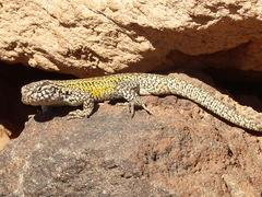 Liolaemus constanzae