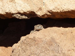 Liolaemus constanzae