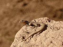 Liolaemus constanzae