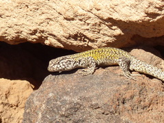 Liolaemus constanzae