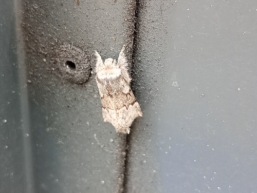 pale eggar