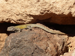 Liolaemus constanzae