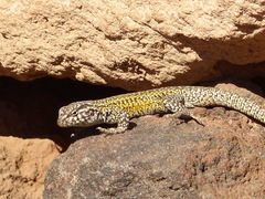 Liolaemus constanzae