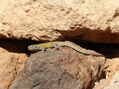 Liolaemus constanzae