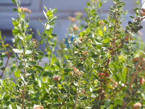 Barnouf (Pluchea dioscoridis)