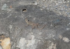 Microlophus arenarius