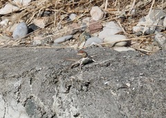 Microlophus arenarius