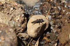 Pritchardia hirtipes