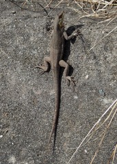 Microlophus arenarius