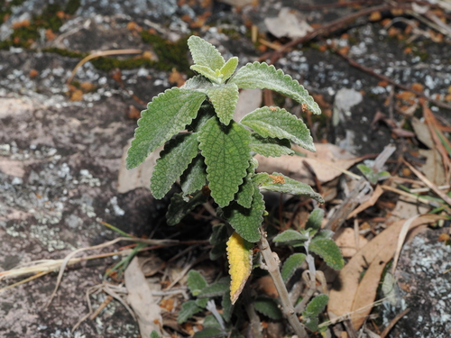 Narrow-leaved coleus (Coleus alloplectus)