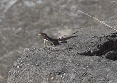 Microlophus arenarius