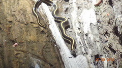 Thamnophis elegans elegans