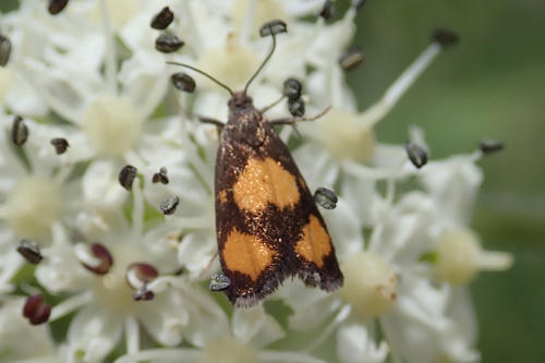 Orange-spot Piercer