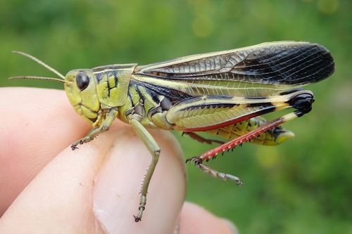 Large Banded Grasshopper