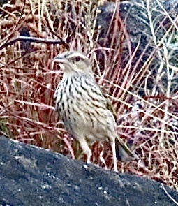 Striped Pipit (Anthus lineiventris), photo 2