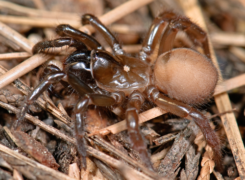 Aliatypus janus