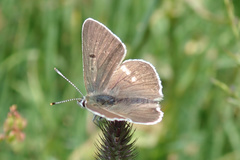 Lycaena tityrus subalpina