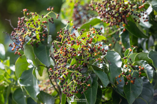 Ehretia philippinensis iNat (3)