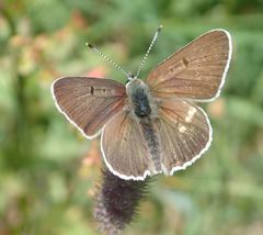 Lycaena tityrus subalpina