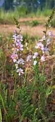 Ixia scillaris, photograph (c) Liezl van der Merwe, some rights reserved (CC BY)